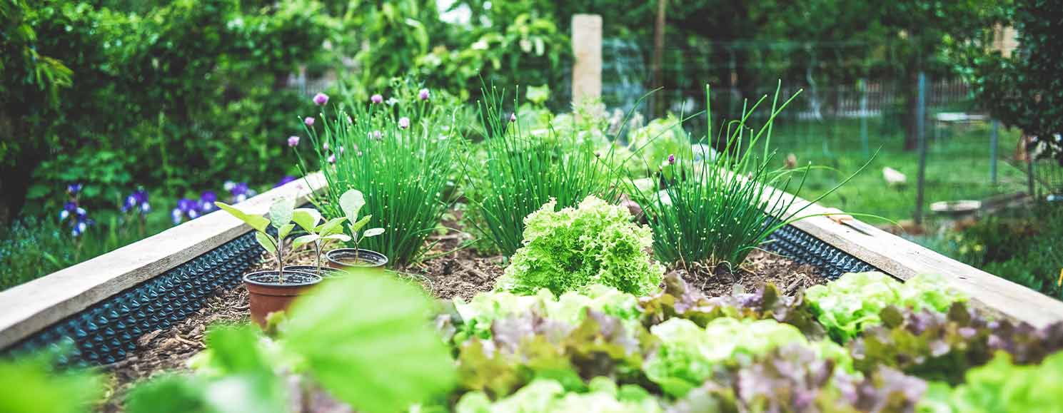 7 tips to help you grow your own produce