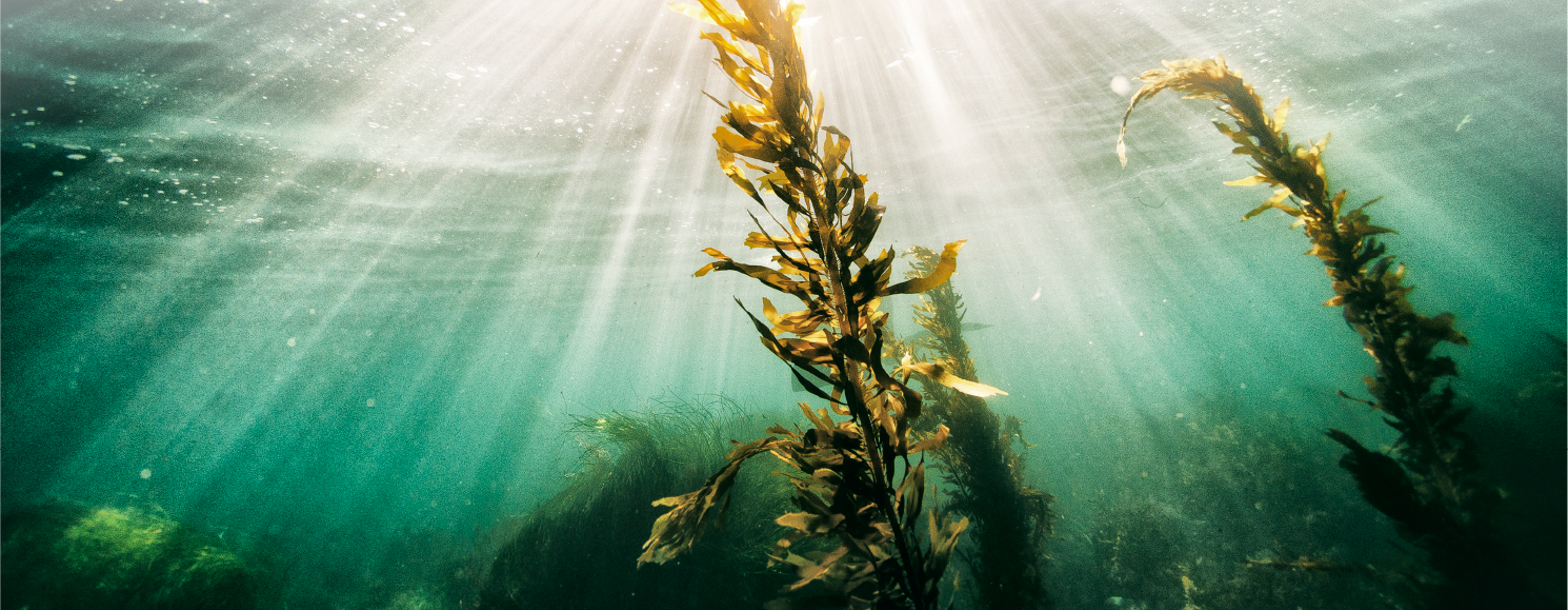 Send kelp! Why seaweed is good for you and great for the planet