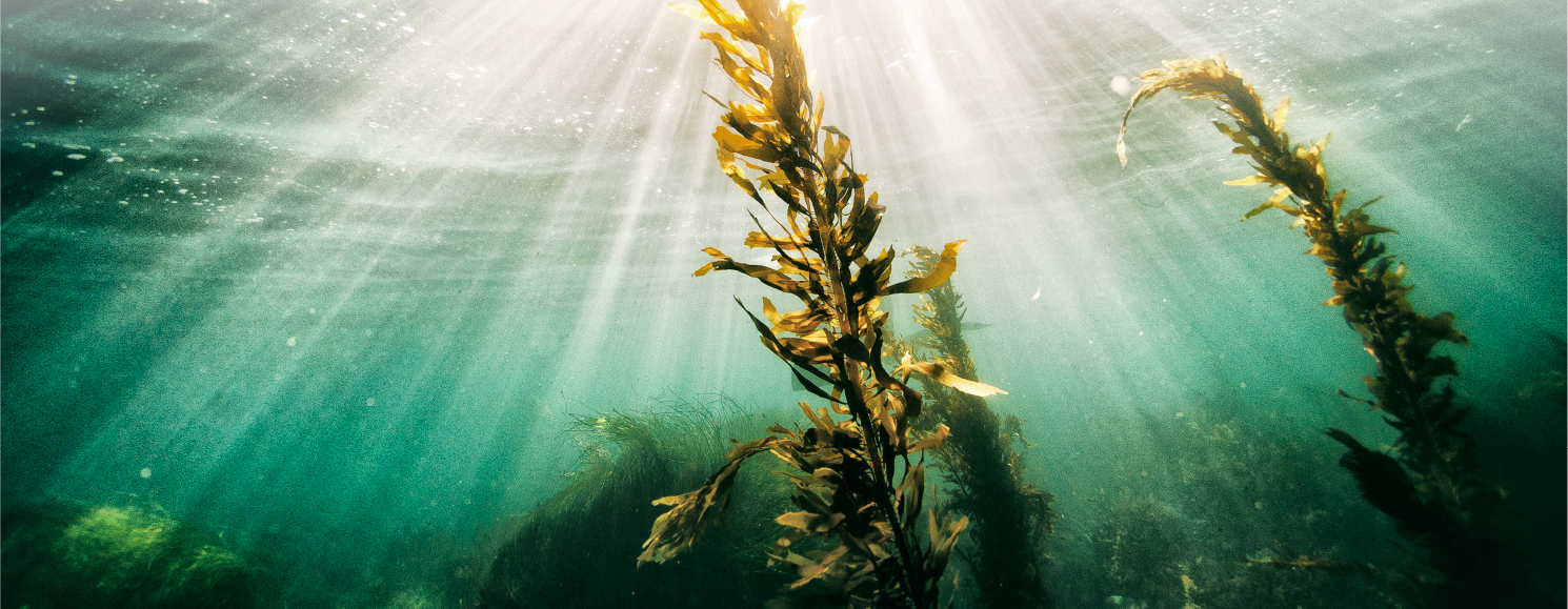 Why Seaweed Is Good For You