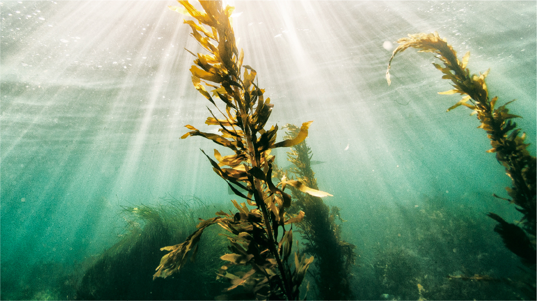 Send kelp! Why seaweed is good for you and great for the planet