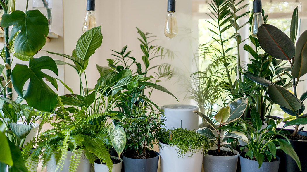 Meet the easy-to-grow indoor plants proven to boost your mood