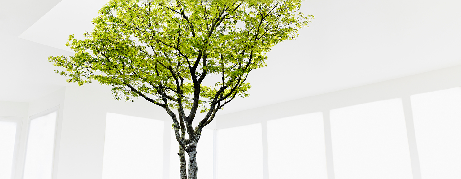 tree in a room with white walls and windows